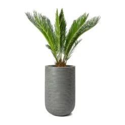 Cody Plant Vase - Ridged Dark Grey 36 Cody Plant Vase - Ridged Dark Grey -Indoor Plant Store Cycas revoluta Sago Palm Cody Plant Vase Ridged Cement 47904c26 14f0 4d16 850b 8f63823a40a6