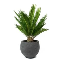 Mini Orb Kevan Plant Pot - Black Washed 18 Mini Orb Kevan Plant Pot - Black Washed -Indoor Plant Store Cycas revoluta Sago Palm Mini Orb Kevan Plant Pot Black Washed bd11d392 c1ba 4424 89d1 2dd7b512b96b