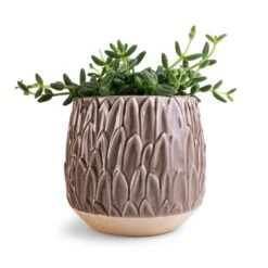 Arles Leaf Plant Pot - Mocha -Indoor Plant Store Delosperma echinatum Pickle Plant 12x20cm Arles Leaf Plant Pot Mocha 17x17cm ea600853 148c 4596 9421 cb6c78a23702