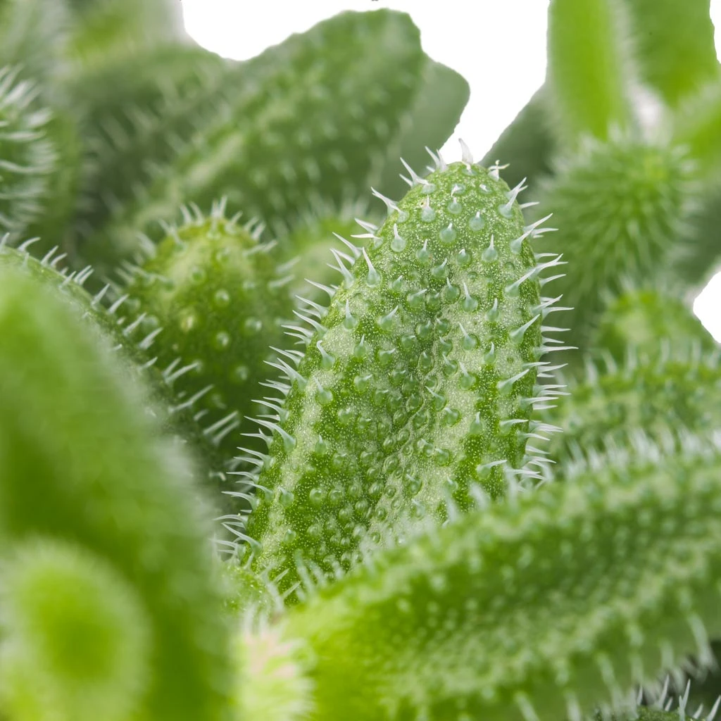 Delosperma Echinatum - Pickle Plant 2 Delosperma Echinatum - Pickle Plant - Image 2