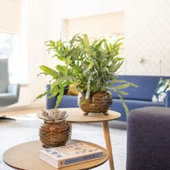 Dewi Plant Pot - Marrakesh -Indoor Plant Store Dewi Plant Pot Marrakesh Lifestyle 01