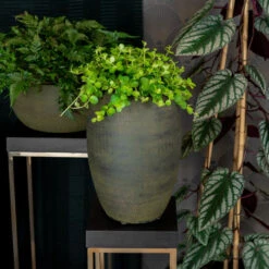 Indoor Plant Store -Indoor Plant Store DexPlantVase Forrest