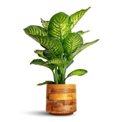 Helle Plant Pot - Natural -Indoor Plant Store Dieffenbachia Maroba Dumb Cane 30x80cm Helle Plant Pot Natural 23x21cm 28ff0ce3 afa9 41b8 af91 205fc349d088