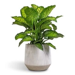 Harith Plant Pot - Ridged White Stripe 9 Harith Plant Pot - Ridged White Stripe -Indoor Plant Store Dieffenbachia Maroba Dumb Cane 30x80cm 689a614d d749 4b5d 8ed2 5bdc66b0eb0f