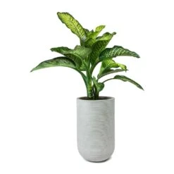 Cody Plant Vase - Ridged Cement 20 Cody Plant Vase - Ridged Cement -Indoor Plant Store Dieffenbachia Maroba Dumb Cane Cody Plant Vase Ridged Cement f079971e 6f8b 4d5b a33a 590bcb89894d