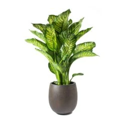 Grigio Balloon Plant Pot - Rusty Iron Concrete -Indoor Plant Store Dieffenbachia Maroba Dumb Cane Rusty Iron Concrete Balloon Planter ffc4d15d fe39 46ea ad14 9c84725935b5