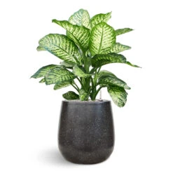 Terrazzo Balloon Planter - Black 11 Terrazzo Balloon Planter - Black -Indoor Plant Store Dieffenbachia Terrazo Balloon Black