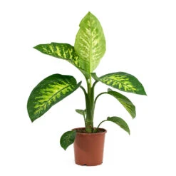 Dieffenbachia Seguine Tropic Snow - Dumb Cane -Indoor Plant Store Dieffenbachia seguine Tropic Snow Dumb Cane 17cm