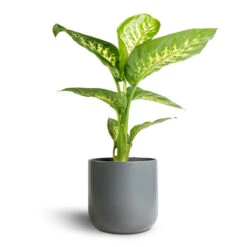 Dieffenbachia Seguine Tropic Snow - Dumb Cane -Indoor Plant Store Dieffenbachia seguine Tropic Snow Dumb Cane 17x60cm Lisbon Plant Pot Charcoal 19x19cm