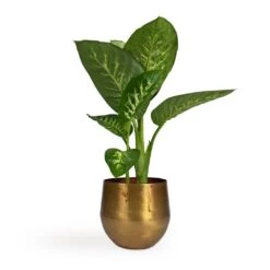 Dieffenbachia Seguine Tropic Snow - Dumb Cane -Indoor Plant Store Dieffenbachia seguine Tropic Snow Dumb Cane 17x75cm Ayka Metal Plant Pots Set4 Old Camel