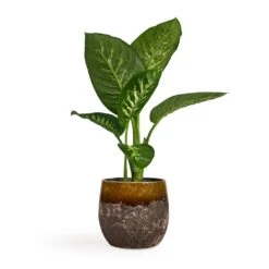 Dieffenbachia Seguine Tropic Snow - Dumb Cane -Indoor Plant Store Dieffenbachia seguine Tropic Snow Dumb Cane 17x75cm Lindy Plant Pot Ochre 23x20cm