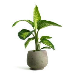 Dieffenbachia Seguine Tropic Snow - Dumb Cane -Indoor Plant Store Dieffenbachia seguine Tropic Snow Dumb Cane Mini Pixie Plant Pot Grey Washed