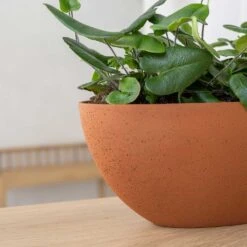 Dorant Refined Oval Plant Bowl - Canyon Orange 9 Dorant Refined Oval Plant Bowl - Canyon Orange -Indoor Plant Store Dorant Refined Oval Plant Bowl Canyon Orange Close Up