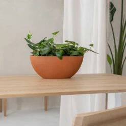 Dorant Refined Oval Plant Bowl - Canyon Orange 10 Dorant Refined Oval Plant Bowl - Canyon Orange -Indoor Plant Store Dorant Refined Oval Plant Bowl Canyon Orange Small Houseplants