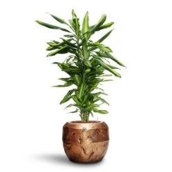 Dracaena Cintho - Branched - HydroCare -Indoor Plant Store Dracaena Cintho Branched HydroCare Opus Raw Couple Planter Gold 56ea4a78 836d 46d7 8999 ceee387301a6