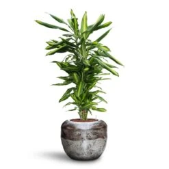 Dracaena Cintho - Branched - HydroCare -Indoor Plant Store Dracaena Cintho Branched HydroCare Opus Raw Couple Planter Silver