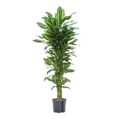 Dracaena Cintho - Branched - HydroCare -Indoor Plant Store Dracaena Cintho Branched Hydroculture 22 19x150cm