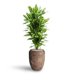 Dracaena Cintho - Branched - HydroCare -Indoor Plant Store Dracaena Cintho Branched Hydroculture Polystone Coated Plain Coppa Planter Rock 91f7009e 51c8 437c 8a25 0166c18ddf0b