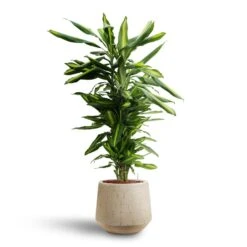 Raindrop Tube Round Planter - Stone -Indoor Plant Store Dracaena Cintho Branched Hydroculture Raindrop Tube Round Planter Stone c8370cb2 8fb9 4613 9d17 036d69c18734
