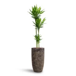 Indoor Plant Store -Indoor Plant Store Dracaena Cintho Multi Stem HydroCare Luxe Lite Layer Partner Planter Bronze 6ffabc63 c48a 4784 a122 3d057fbaf2e8