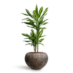 Luxe Lite Waterfall Globe Planter - Bronze -Indoor Plant Store Dracaena Cintho Multi Stem HydroCare Luxe Lite Waterfall Globe Planter Bronze 21b47d96 467a 44d5 8228 26e491f65885