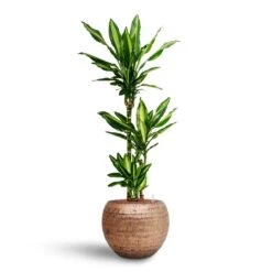Opus Hammered Globe Planter - Gold 26 Opus Hammered Globe Planter - Gold -Indoor Plant Store Dracaena Cintho Multi Stem Hydroculture Opus Hammered Globe Planter Gold 791f79d4 a68b 4819 9012 93933326364c