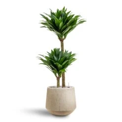 Raindrop Tube Round Planter - Stone -Indoor Plant Store Dracaena Compacta Multi Stem Hydroculture 2 stems Raindrop Tube Round Planter Stone 30 x 26cm 157ca5cf ddac 4d9b b429 b265a536155c