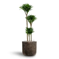 Luxe Lite Waterfall Cylinder Planter - Bronze 24 Luxe Lite Waterfall Cylinder Planter - Bronze -Indoor Plant Store Dracaena Compacta Multi Stem Hydroculture 3 stems Luxe Lite Waterfall Cylinder Planter Bronze 40 x 38cm c6cb3212 5ad0 4b1f 8379 187d8b102d9c