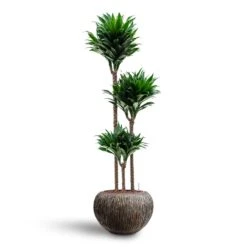 Luxe Lite Waterfall Globe Planter - Bronze -Indoor Plant Store Dracaena Compacta Multi Stem Hydroculture 3 stems Luxe Lite Waterfall Globe Planter Bronze 39 x 27cm 0f88ce8d c844 4290 acea add13221c332