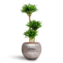 Opus Hammered Globe Planter - Silver -Indoor Plant Store Dracaena Compacta Multi Stem Hydroculture 3 stems Opus Hammered Globe Planter Silver 40 x 32cm 7cc543ef 4d28 4830 8488 b91f0309bf07