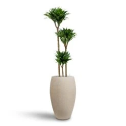 Raindrop Tall Balloon Planter - Stone -Indoor Plant Store Dracaena Compacta Multi Stem Hydroculture 3 stems Raindrop Tall Balloon Planter Stone 37 x 60cm e80788bc 28bd 4367 9a48 f2146bacaf1c