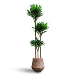 Polystone Coated Darcy Planter - Rock 14 Polystone Coated Darcy Planter - Rock -Indoor Plant Store Dracaena Compacta Multi Stem Hydroculture Polystone Coated Darcy Planter Rock
