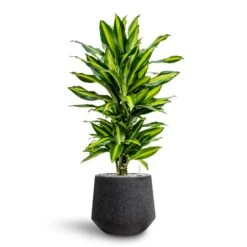 Dracaena Cintho - Branched - HydroCare -Indoor Plant Store Dracaena Fragrans Cinco Branched Hydroculture Raindrop Darcy Planter Anthracite