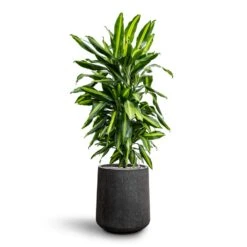 Dracaena Cintho - Branched - HydroCare -Indoor Plant Store Dracaena Fragrans Cinco Branched Hydroculture Raindrop Darcy Tube Planter Anthracite