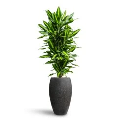 Raindrop Tall Balloon Planter - Anthracite -Indoor Plant Store Dracaena Fragrans Cinco Branched Hydroculture Raindrop Emperor Planter Anthracite 468c2429 46f0 444a 87da a8b3ea4a0709