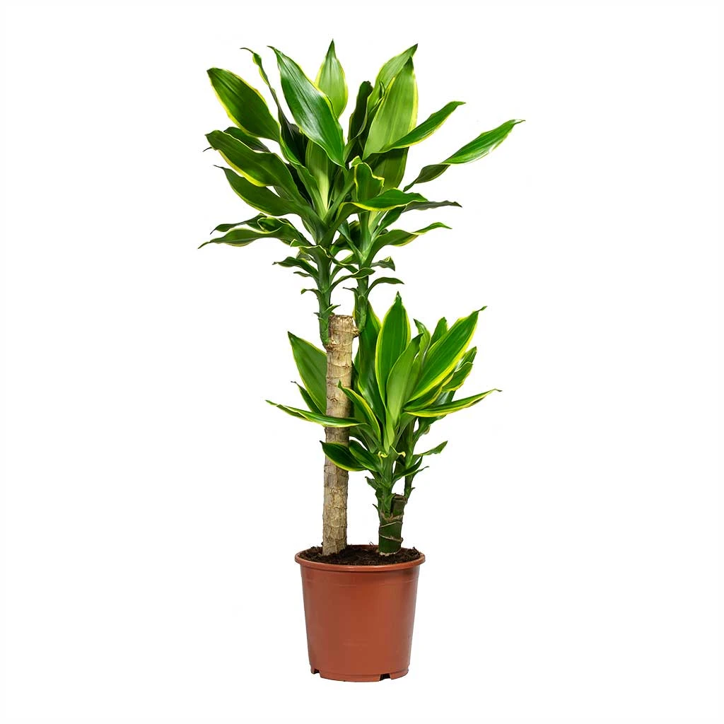 Dracaena Fragrans Golden Coast - Multi Stem 3 Dracaena Fragrans Golden Coast - Multi Stem - Image 3