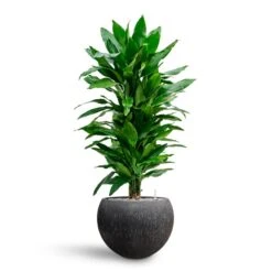 Dracaena Janet Lind - Branched - HydroCare -Indoor Plant Store Dracaena Fragrans Janet Lind Multi Stem Hydroculture Raindrop Globe Planter Anthracite