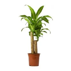 Dracaena Fragrans Massangeana - Multi Stem -Indoor Plant Store Dracaena Fragrans Massangeana Small