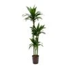 Dracaena Janet Craig - Multi Stem - HydroCare