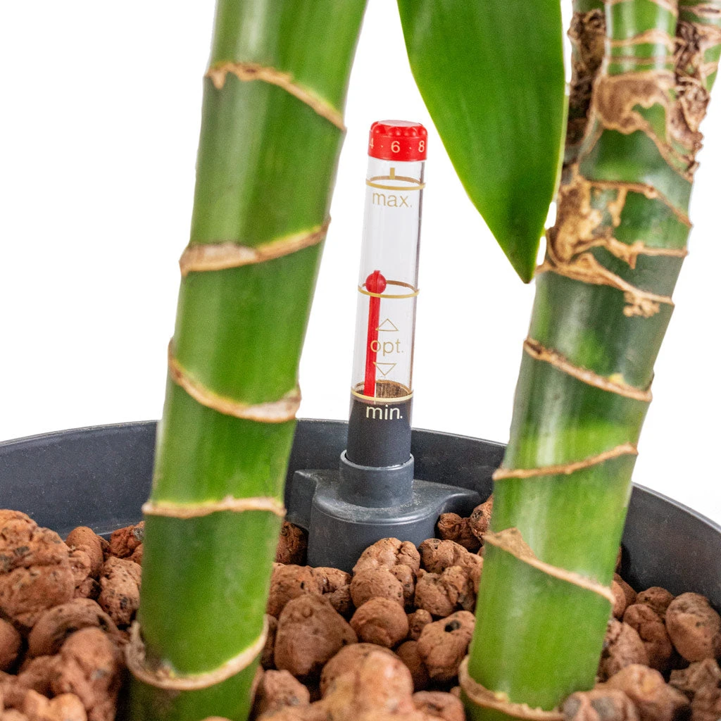 Dracaena Janet Craig - Multi Stem - HydroCare 2 Dracaena Janet Craig - Multi Stem - HydroCare - Image 2