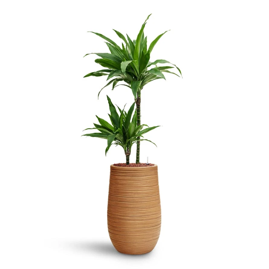 Dracaena Janet Craig - Multi Stem - HydroCare 5 Dracaena Janet Craig - Multi Stem - HydroCare - Image 5
