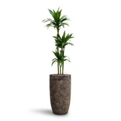 Luxe Lite Layer Partner Planter - Bronze -Indoor Plant Store Dracaena Janet Craig Multi Stem HydroCare Luxe Lite Layer Partner Planter Bronze 7846aa51 b752 48d4 881f 7c855e184dec