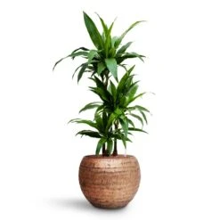 Dracaena Janet Craig - Multi Stem - HydroCare 21 Dracaena Janet Craig - Multi Stem - HydroCare -Indoor Plant Store Dracaena Janet Craig Multi Stem HydroCare Opus Hammered Globe Planter Gold