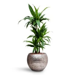 Dracaena Janet Craig - Multi Stem - HydroCare 23 Dracaena Janet Craig - Multi Stem - HydroCare -Indoor Plant Store Dracaena Janet Craig Multi Stem HydroCare Opus Hammered Globe Planter Silver