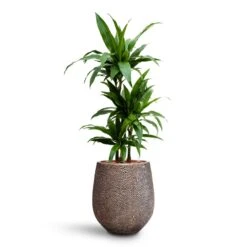 Dracaena Janet Craig - Multi Stem - HydroCare 22 Dracaena Janet Craig - Multi Stem - HydroCare -Indoor Plant Store Dracaena Janet Craig Multi Stem HydroCare Opus Hit Darcy Planter Gold