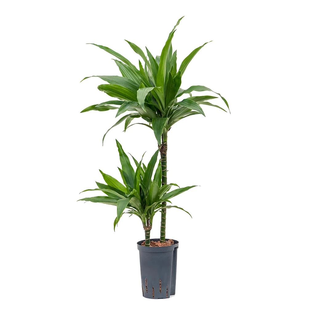 Dracaena Janet Craig - Multi Stem - HydroCare 6 Dracaena Janet Craig - Multi Stem - HydroCare - Image 6