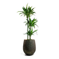 Opus Hit Darcy Planter - Gold 33 Opus Hit Darcy Planter - Gold -Indoor Plant Store Dracaena Janet Craig Multi Stem Hydroculture Opus Hit Darcy Planter Gold