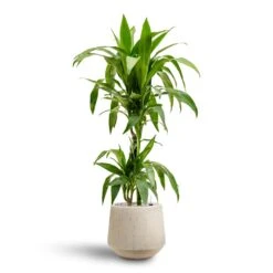 Raindrop Tube Round Planter - Stone -Indoor Plant Store Dracaena Janet Craig Multi Stem Hydroculture2 stems Raindrop Tube Round Planter Stone 30 x 26cm 36642b29 e8d2 4b13 b8ac ab067218d38a