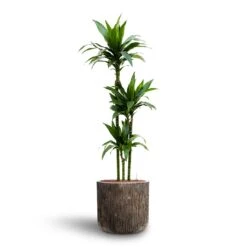 Dracaena Janet Craig - Multi Stem - HydroCare 15 Dracaena Janet Craig - Multi Stem - HydroCare -Indoor Plant Store Dracaena Janet Craig Multi Stem Hydroculture3 stems Luxe Lite Waterfall Cylinder Planter Bronze 40 x 38cm