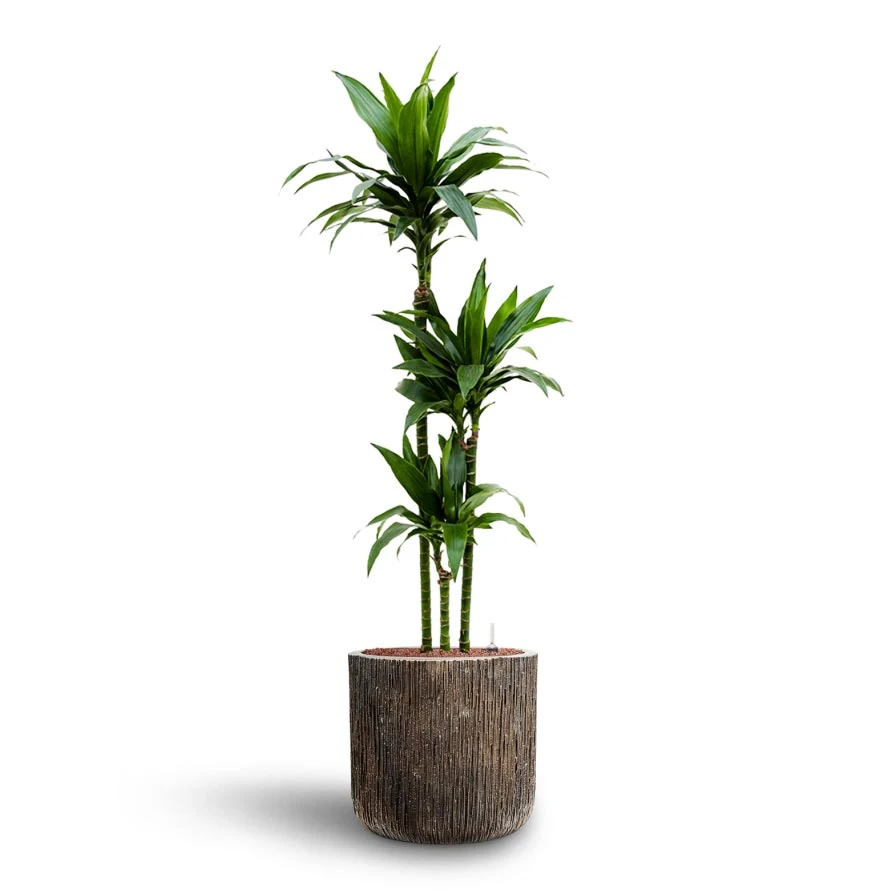 Dracaena Janet Craig - Multi Stem - HydroCare 3 Dracaena Janet Craig - Multi Stem - HydroCare - Image 3